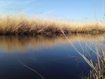 Close-up of grass in lake against sky