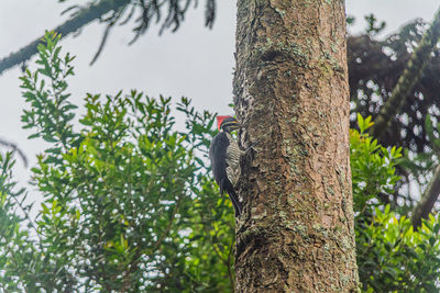 Low angle view of bird perching on tree trunk
