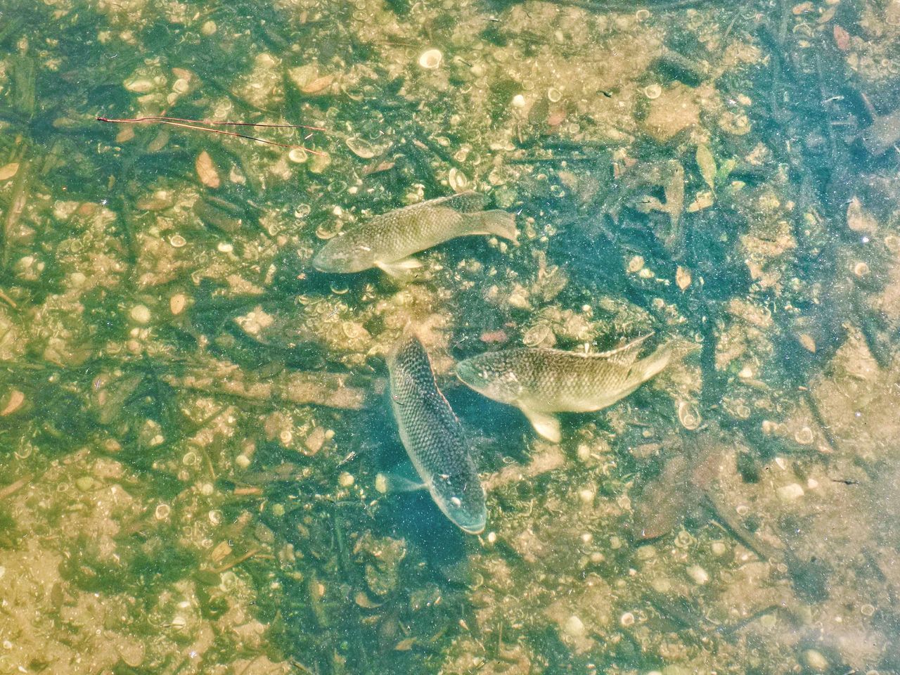 HIGH ANGLE VIEW OF FISH IN SEA