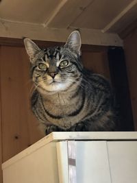 Close-up portrait of tabby cat