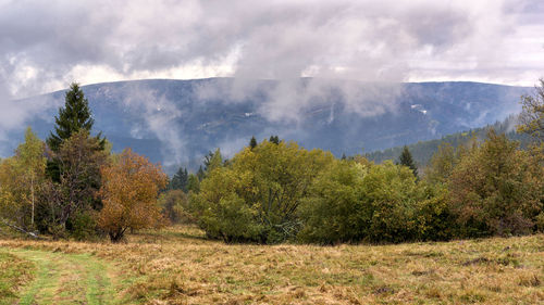 Scenic view of forest against sky