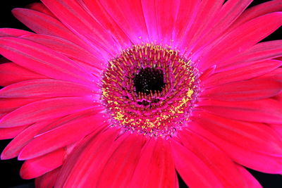 Macro shot of pink flower