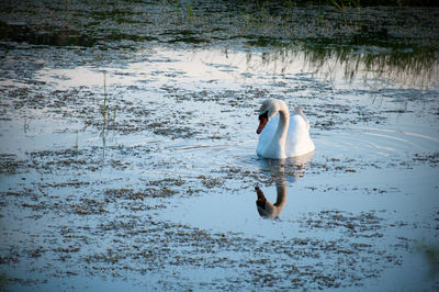 Swans swimming in lake