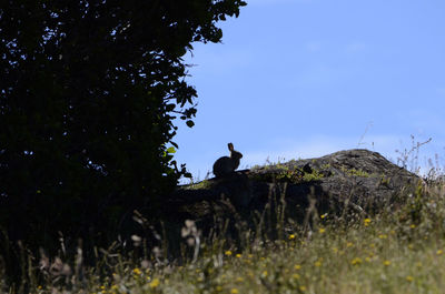 Low angle view of bird perching on tree against sky