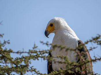 Low angle view of bird against clear sky