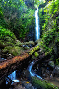 Scenic view of waterfall in forest