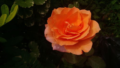 Close-up of rose on plant