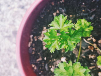 Close-up of plant