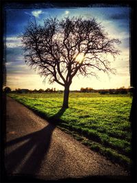 Trees on grassy field