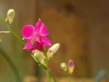 Close-up of pink flowers