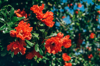 Close-up of red flowering plant