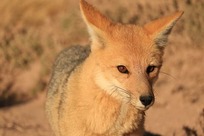 Close up of a beautiful andean fox in the atacama desert, altiplano of chile, south america