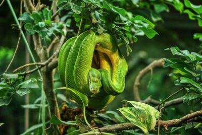 Close-up of a lizard on tree