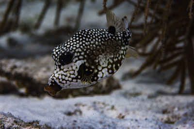 A smooth trunkfish cruising the reef in bonaire, the netherlands. rhinesomus triqueter