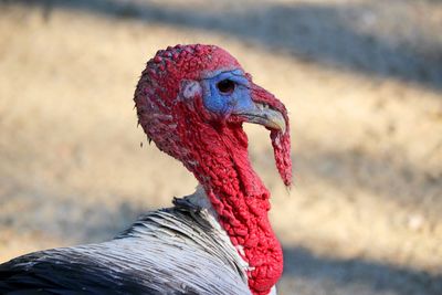 Close-up of turkey bird