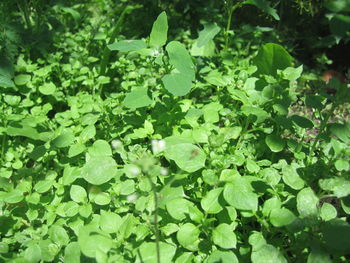 Full frame shot of leaves on field