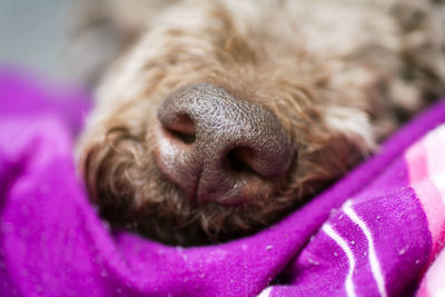 Close-up of a dog