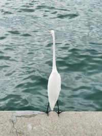 High angle view of seagull on lake