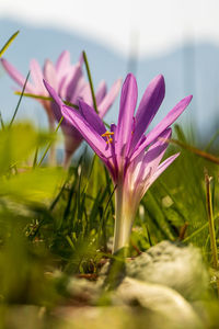 Close-up of pink crocus flowers on land