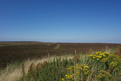 Scenic view of field against clear blue sky