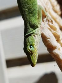 Close-up of a lizard