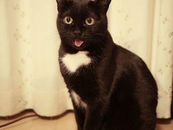 Portrait of black cat at home