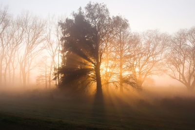 Silhouette trees in forest against sky during sunset