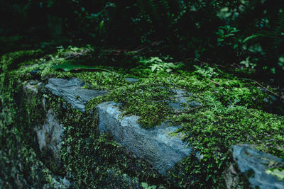 Close-up of moss growing in forest