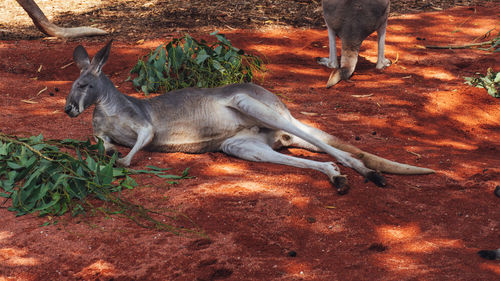 Kangaroo in a field