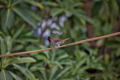 Close-up of bird perching on tree