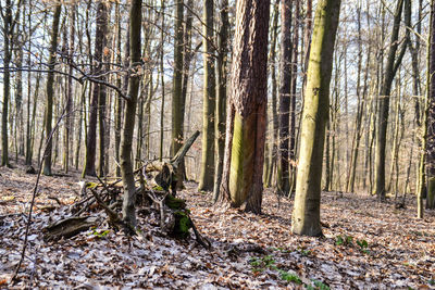 Trees in forest