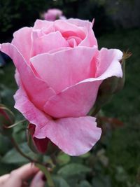 Close-up of pink flower blooming outdoors