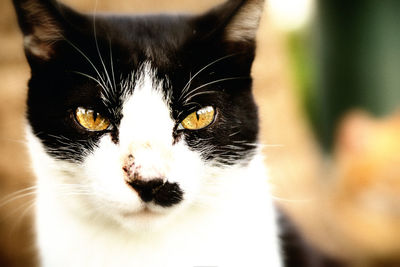 Close-up portrait of cat