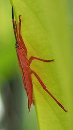 Close-up of insect on leaf