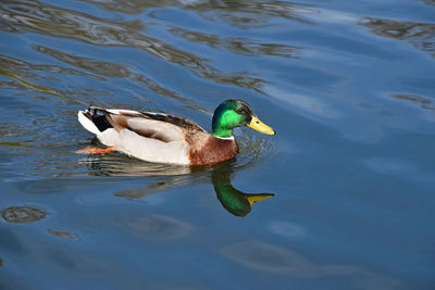 Swimming in lake