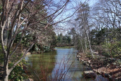 Trees by lake against sky