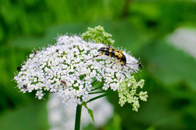 Close-up of bee pollinating on flower