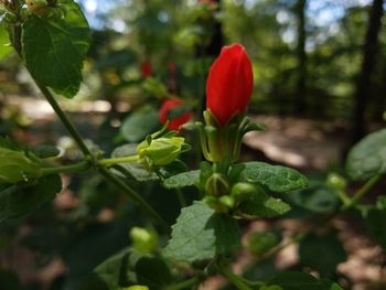 Close-up of red flowers