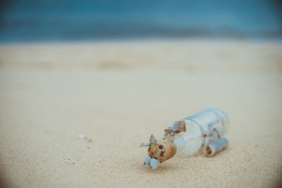 Close-up of seashell at beach