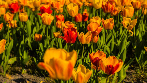 Close-up of yellow tulips in field