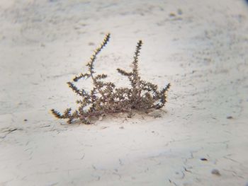 High angle view of spider on sand