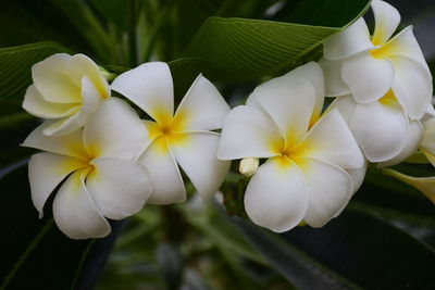 Close-up of white flowers in park