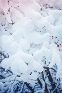 Full frame shot of snow covered plant