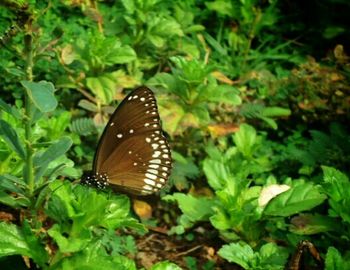 Close-up of butterfly on leaf