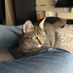 Close-up of tabby resting on bed at home