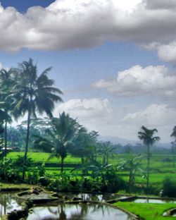 View of palm trees on landscape against cloudy sky