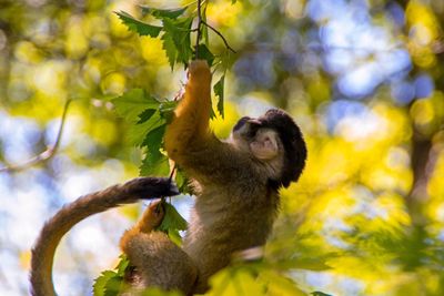 Low angle view of monkey on tree