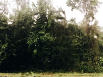 Close-up of trees in forest