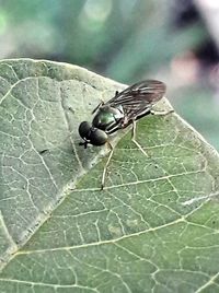 Close-up of insect on leaf