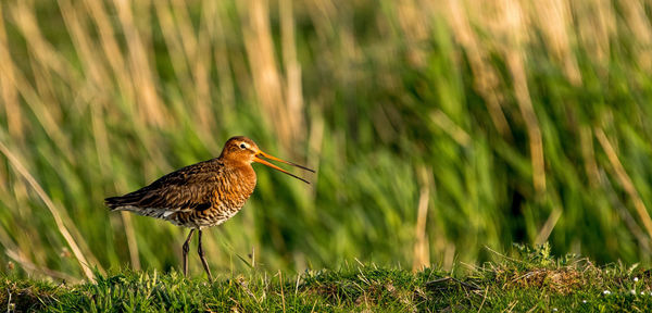 Close-up of bird on field